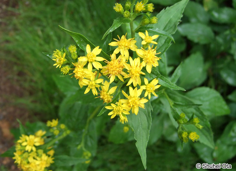 ミヤマアキノキリンソウ Solidago virgaurea subsp. leiocarpa