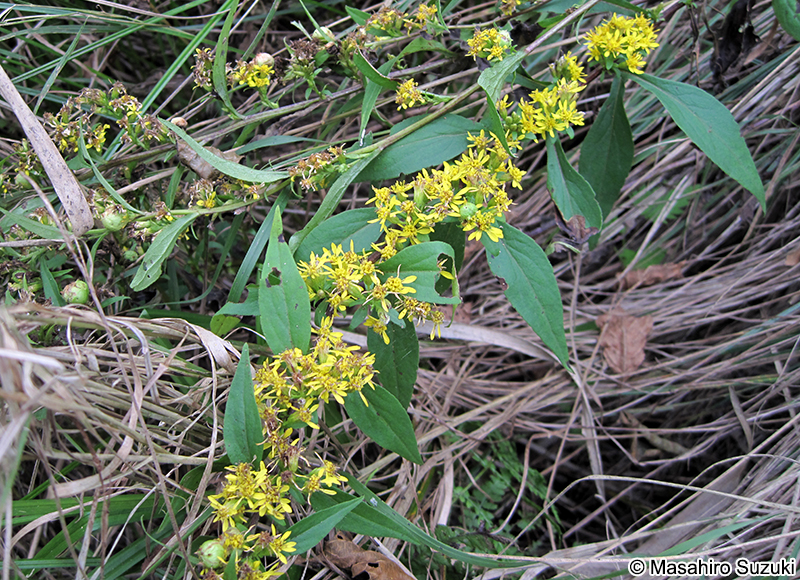 ミヤマアキノキリンソウ Solidago virgaurea subsp. leiocarpa