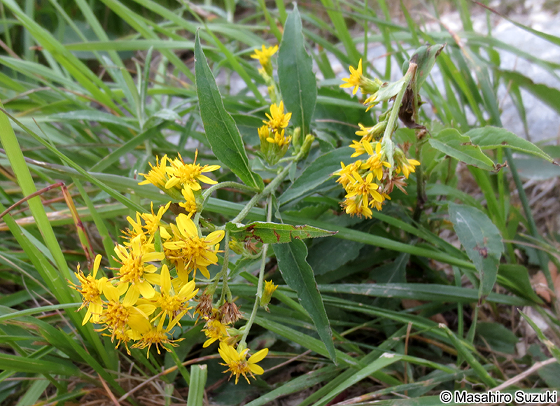 ミヤマアキノキリンソウ Solidago virgaurea subsp. leiocarpa