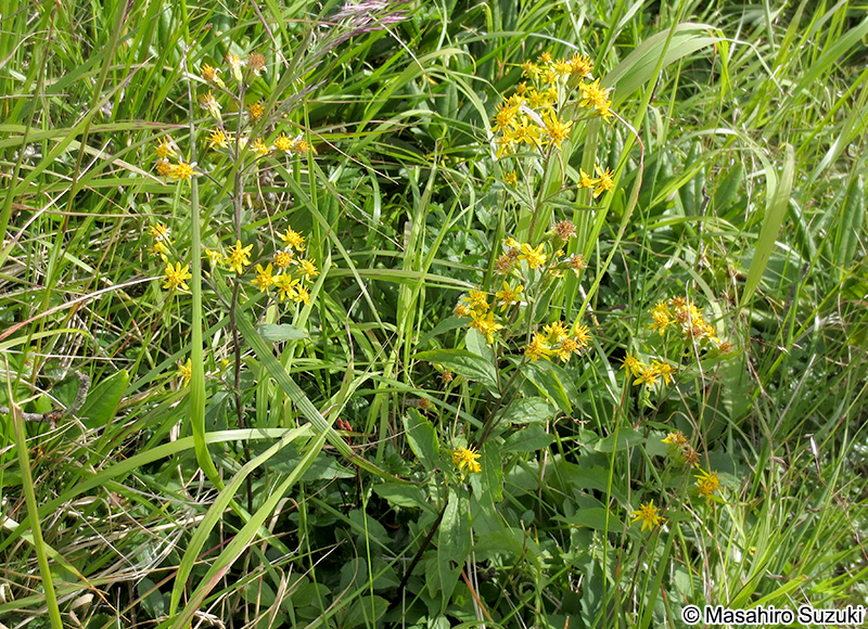 ミヤマアキノキリンソウ Solidago virgaurea subsp. leiocarpa