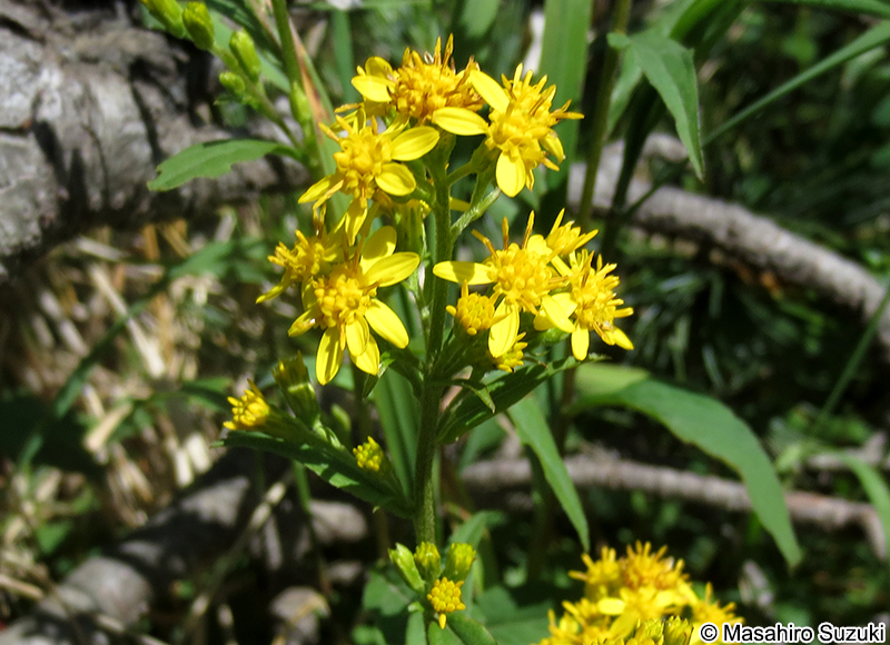 ミヤマアキノキリンソウ Solidago virgaurea subsp. leiocarpa