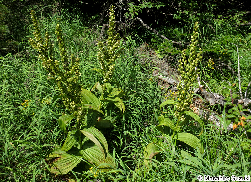 ミヤマバイケイソウ Veratrum alpestre