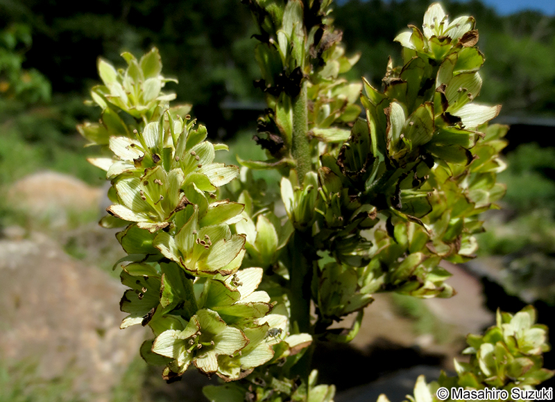 ミヤマバイケイソウ Veratrum alpestre