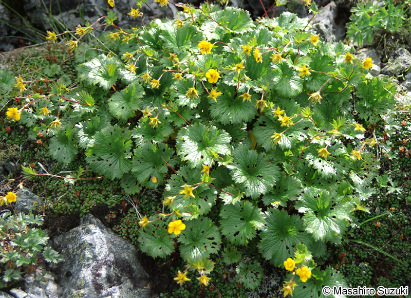 ミヤマダイコンソウ Geum calthifolium var. nipponicum