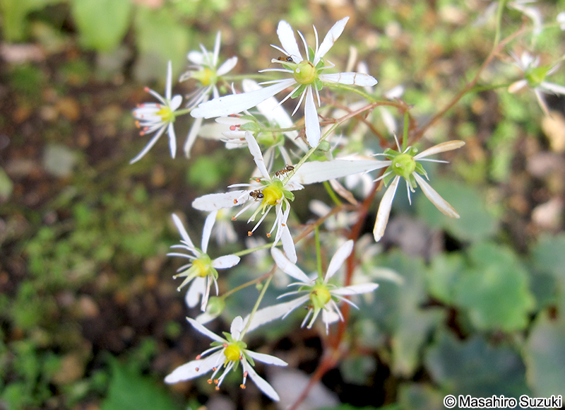 ダイモンジソウ Saxifraga fortunei var. alpina