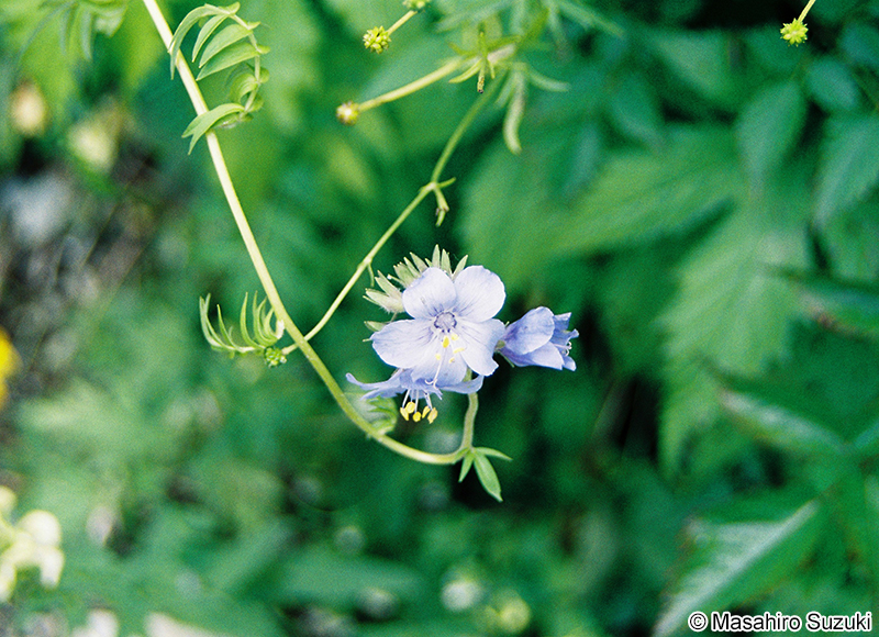 ミヤマハナシノブ Polemonium caeruleum var. nipponicum
