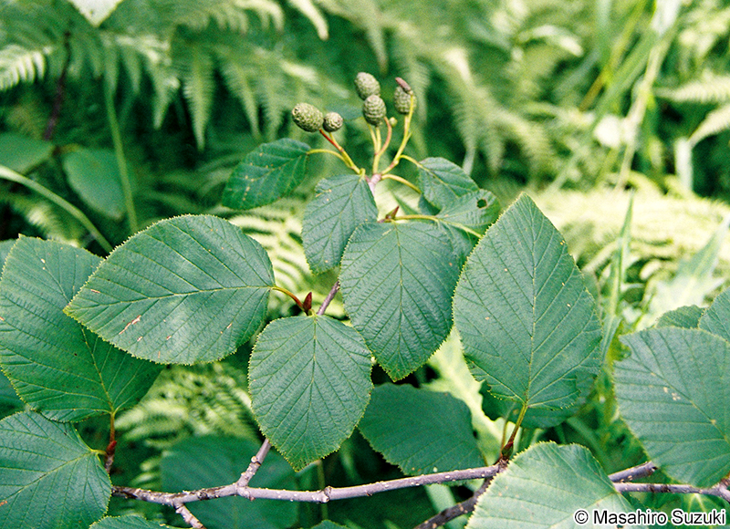 ミヤマハンノキ Alnus viridis subsp. maximowiczii