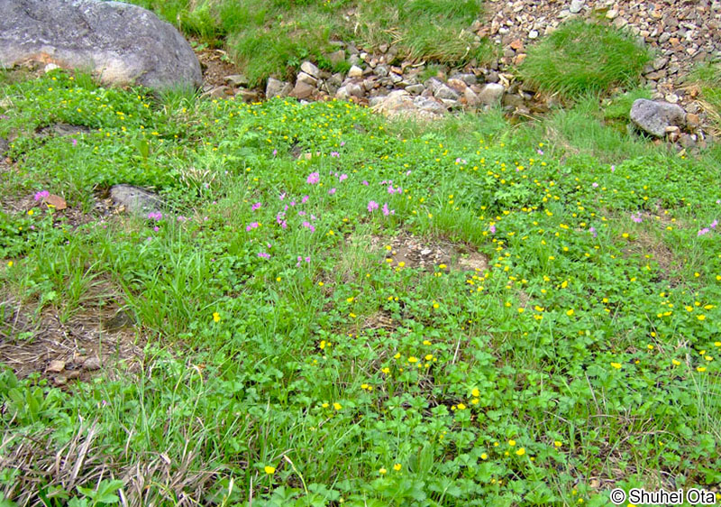ミヤマキンバイ Potentilla matsumurae