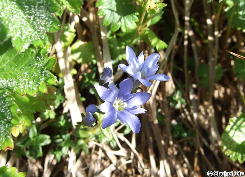 ミヤマリンドウ Gentiana nipponica