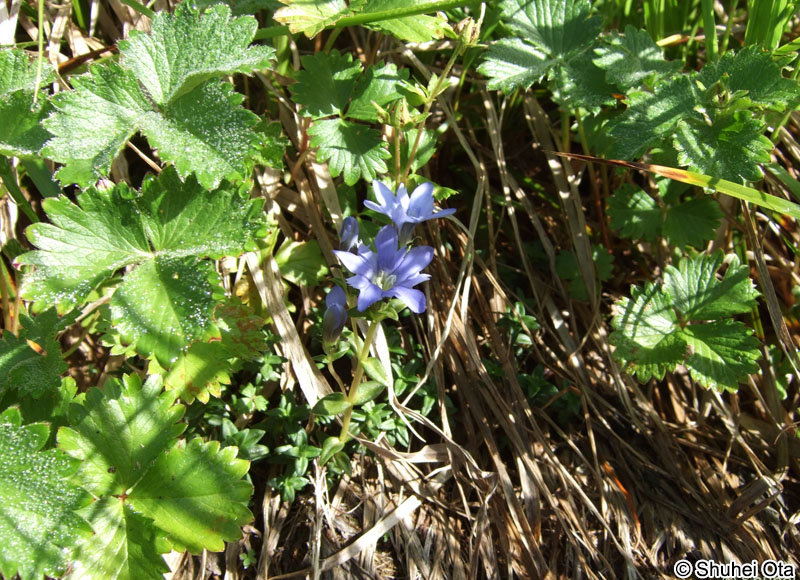 ミヤマリンドウ Gentiana nipponica