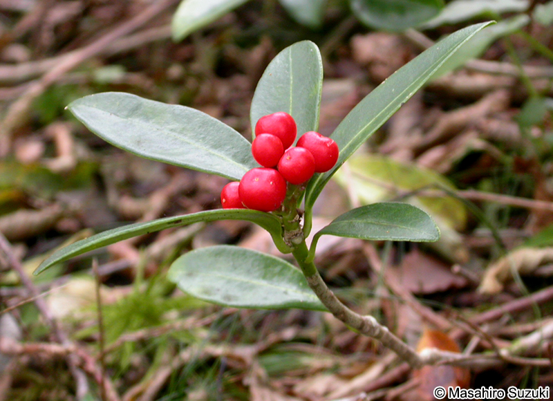 ミヤマシキミ Skimmia japonica