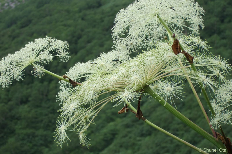 ミヤマシシウド Angelica pubescens var. matsumurae