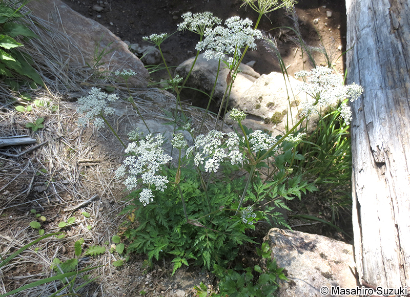ミヤマゼンゴ Coelopleurum multisectum
