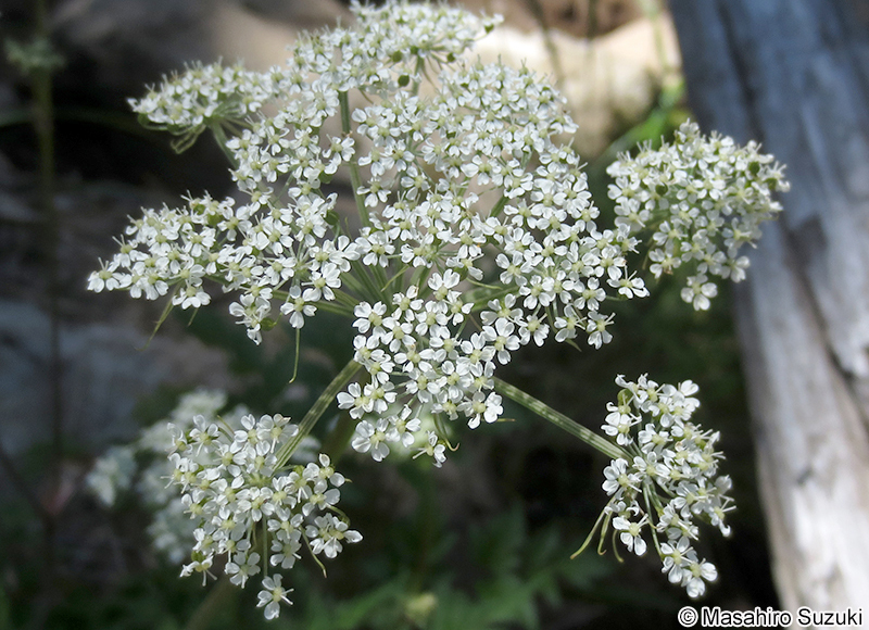 ミヤマゼンゴ Coelopleurum multisectum