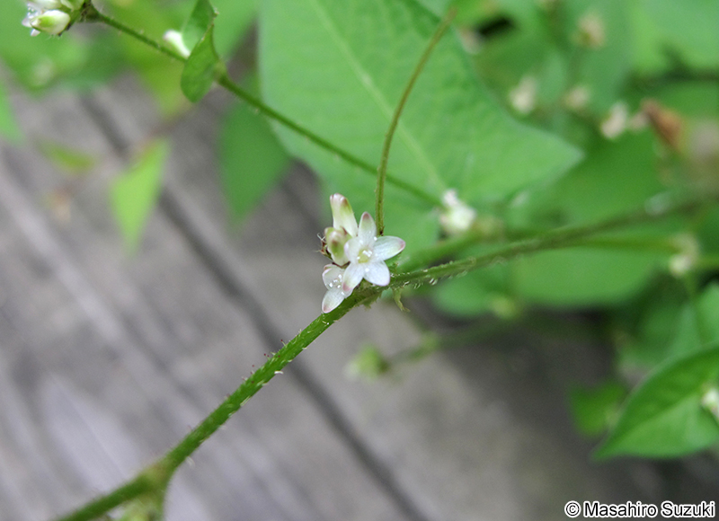 ミゾソバ Persicaria thunbergii