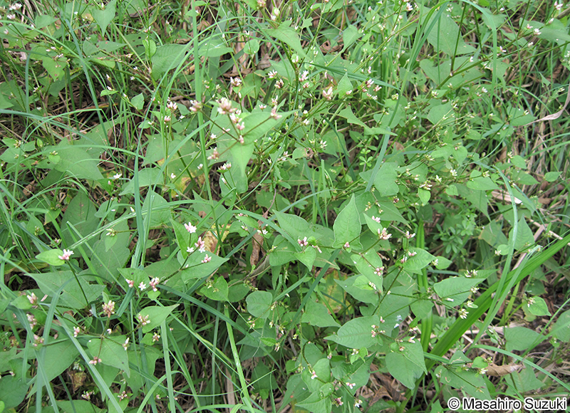ミゾソバ Persicaria thunbergii