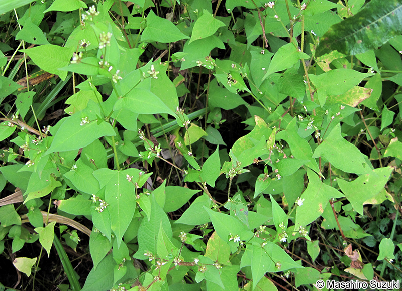 ミゾソバ Persicaria thunbergii