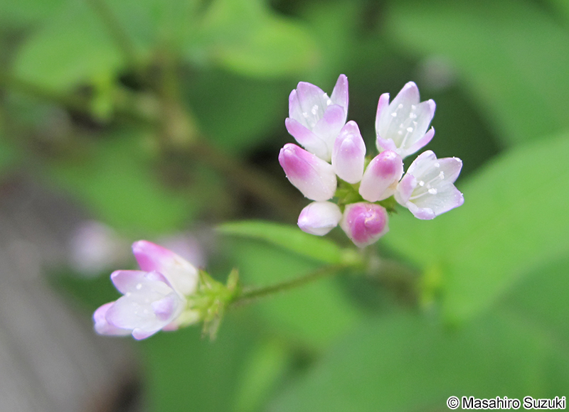 ミゾソバ Persicaria thunbergii