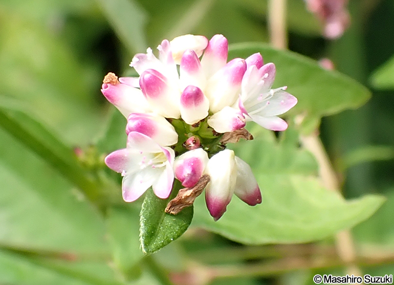 ミゾソバ Persicaria thunbergii