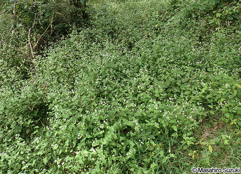 ミゾソバ Persicaria thunbergii