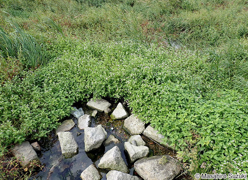 ミゾソバ Persicaria thunbergii