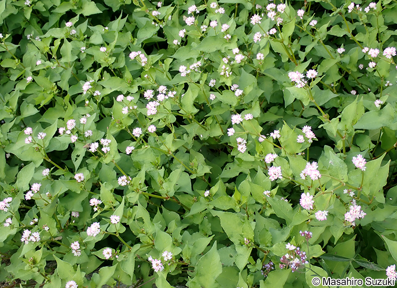 ミゾソバ Persicaria thunbergii