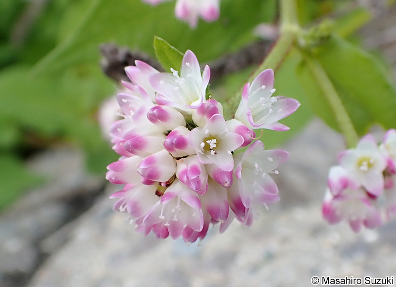 ミゾソバ Persicaria thunbergii