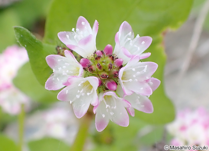 ミゾソバ Persicaria thunbergii