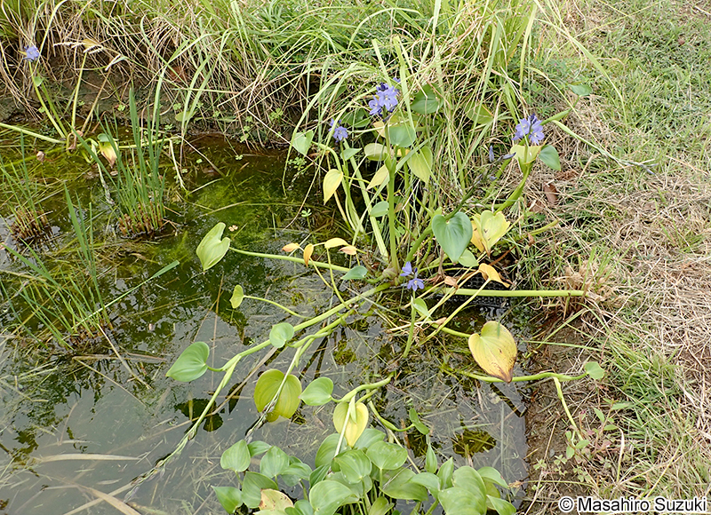 ミズアオイ Monochoria korsakowii