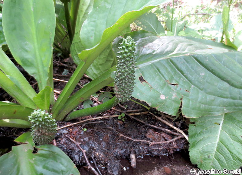 ミズバショウ Lysichiton camtschatcense