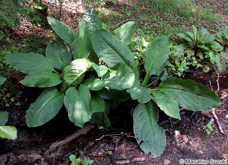 ミズバショウ Lysichiton camtschatcense