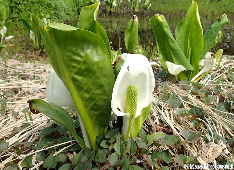 ミズバショウ Lysichiton camtschatcense