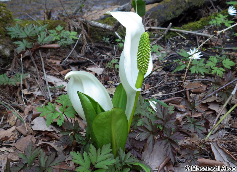 ミズバショウ Lysichiton camtschatcense