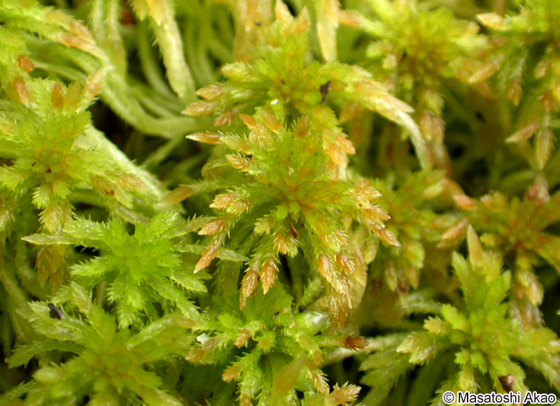 ミズゴケ属の1種 Sphagnum sp.