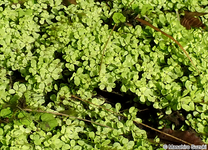 ミズハコベ Callitriche palustris