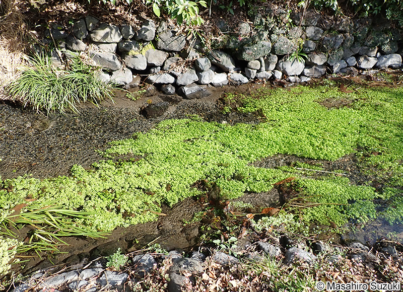 ミズハコベ Callitriche palustris