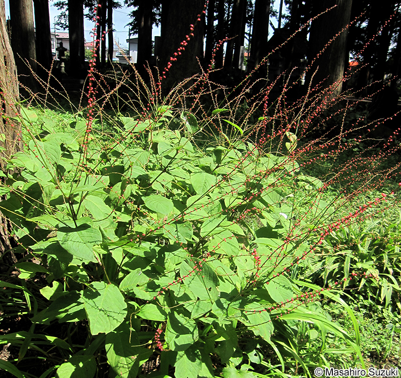ミズヒキ Persicaria filiformis