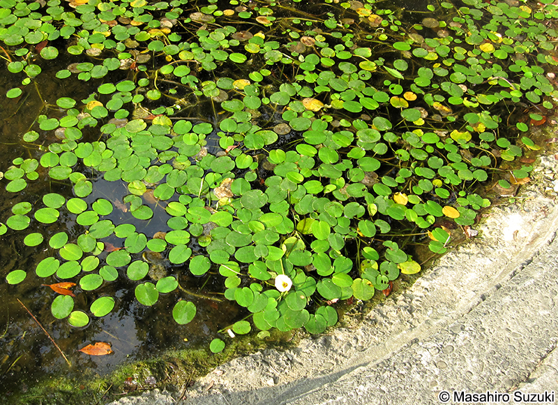 ミズヒナゲシ Hydrocleys nymphoides