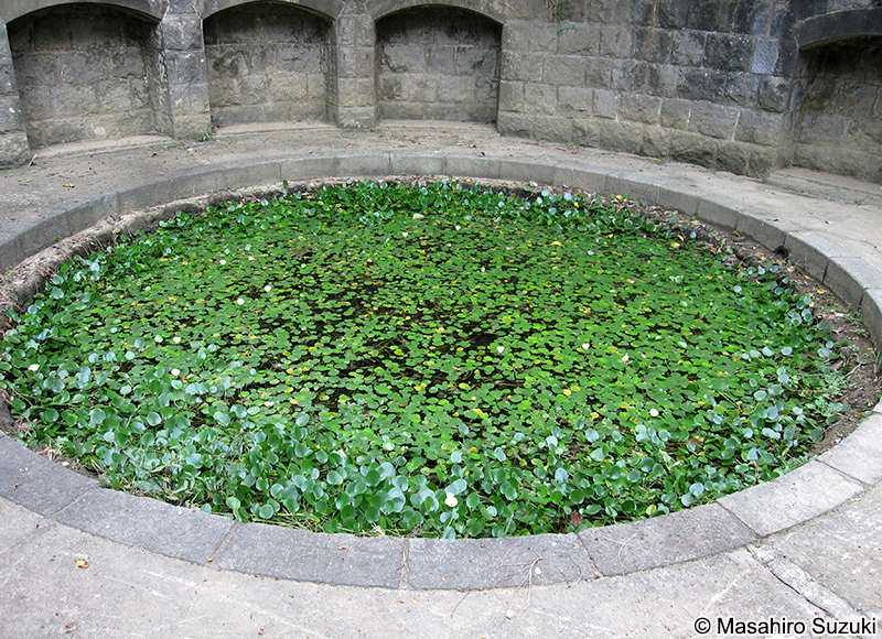 ミズヒナゲシ Hydrocleys nymphoides