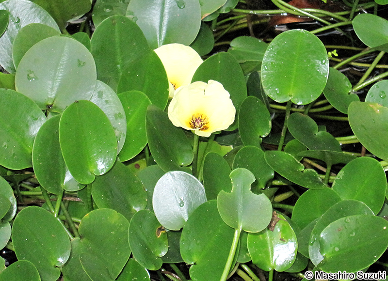 ミズヒナゲシ Hydrocleys nymphoides