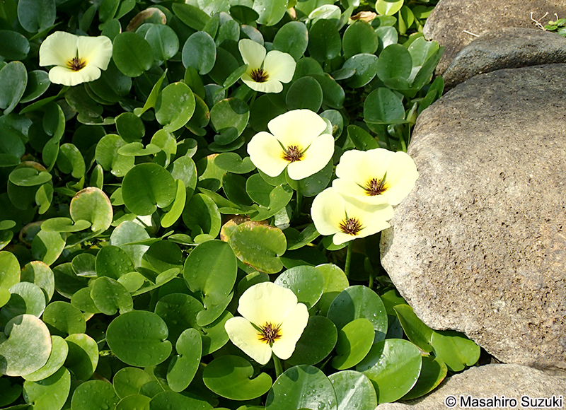 ミズヒナゲシ Hydrocleys nymphoides