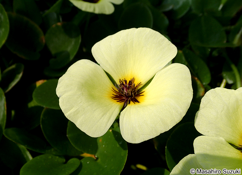 ミズヒナゲシ Hydrocleys nymphoides