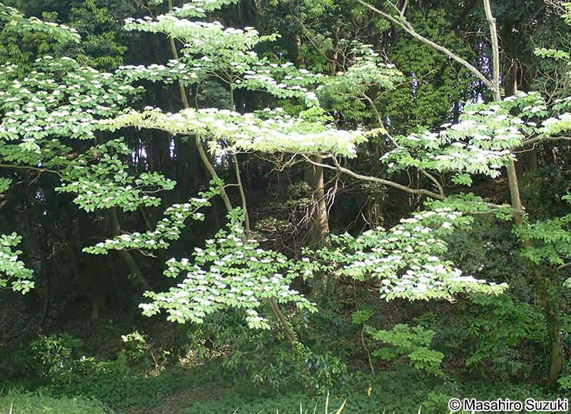 ミズキ Cornus controversa