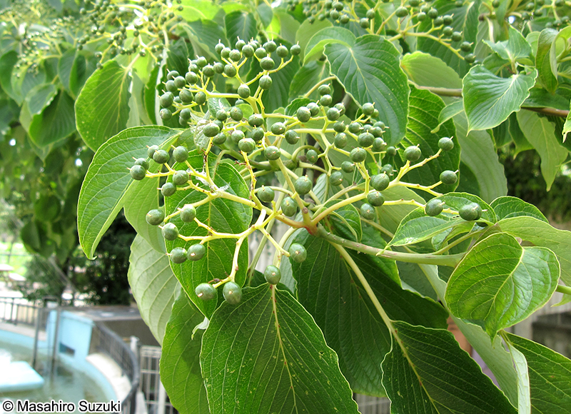 ミズキ Cornus controversa