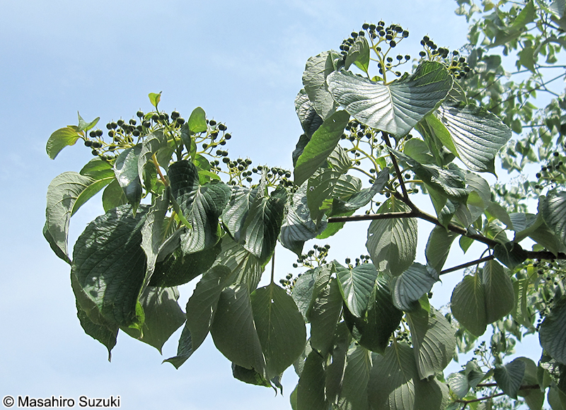 ミズキ Cornus controversa