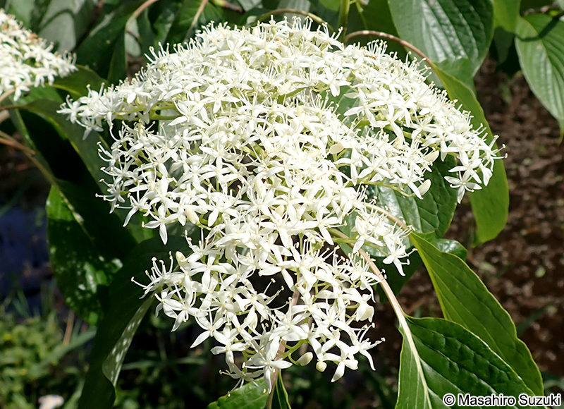 ミズキ Cornus controversa