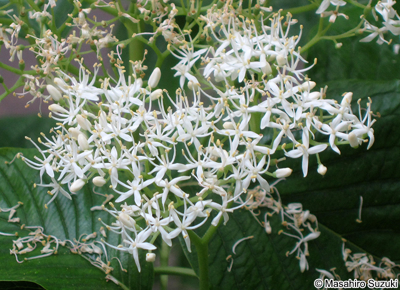 ミズキ Cornus controversa