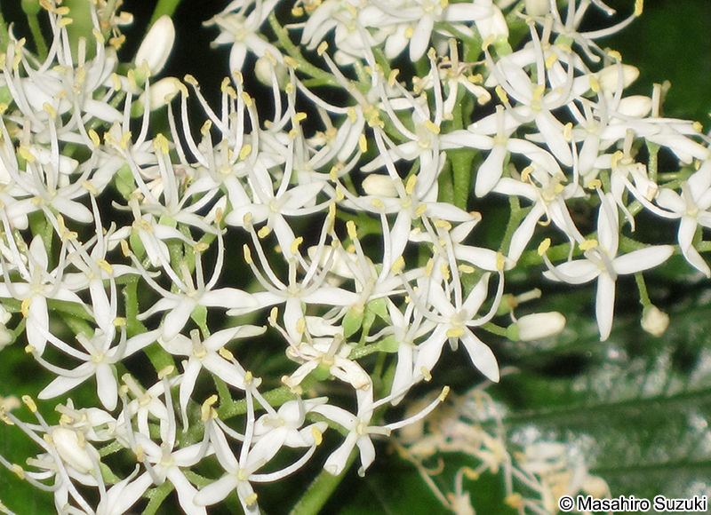 ミズキ Cornus controversa