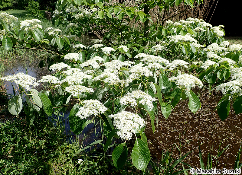 ミズキ Cornus controversa