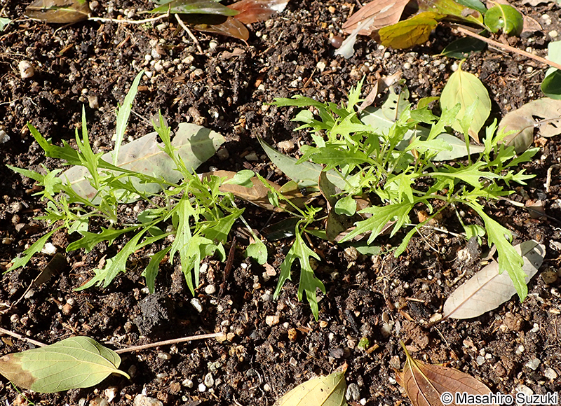 ミズナ Brassica rapa var. nipposinica